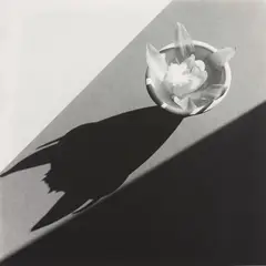 Orchid by Robert Mapplethorpe, 1987, Gelatin silver print, flush-mounted, sold May 2017