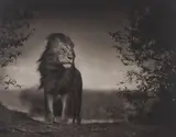 Lion Before Storm I, Maasai Mara by Nick Brandt, 2006, Archival pigment print, offered Nov 2017