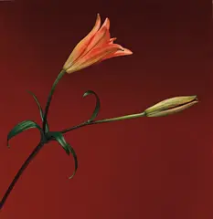 Lily by Robert Mapplethorpe, 1989, Dye transfer print, flush-mounted, sold Nov 2017