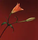 Robert Mapplethorpe, Lily, 1989, Dye transfer print, flush-mounted