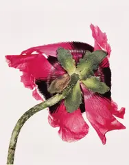 Irving Penn, Single Oriental Poppy, New York, 1968, Dye transfer print, printed 1989