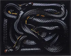 Naja Melanoleuca from Serpens by Guido Mocafico, 2003, Chromogenic print, printed 2007, flush-mounted, sold Nov 2017