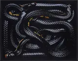 Guido Mocafico, Naja Melanoleuca from Serpens, 2003, Chromogenic print, printed 2007, flush-mounted