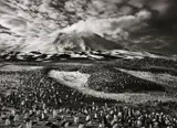 Macaroni Penguins in Zavodovski Island, The Sandwich Islands by Sebastião Salgado, 2009, Gelatin silver print, printed later, offered Nov 2017