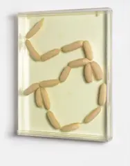 Damien Hirst, 17 Sausages, 1993, acrylic, silicone, monofilament, sausages and formaldehyde solution