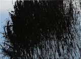 Hans Hartung, T 1981 K3