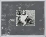 Elad Lassry, Collie (Silver 44), 2011, foil on silver gelatin print, in artist's frame