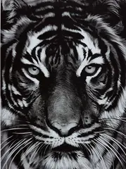 Tiger by Robert Longo, 2011, Archival pigment print, on Epson hot-pressed paper, with full margins,, sold Jan 2016