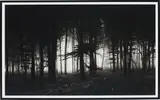 Untitled (Forest of Doxa) by Robert Longo, 2014, Archival pigment print, on Epson Hot-Pressed paper, with full margins,, offered Jan 2016