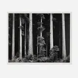Redwoods, Bull Creek Flat, Northern California by Ansel Adams, gelatin silver print, sold Mar 2025