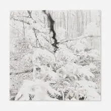 Ray Metzker, Bernheim Arboretum, Kentucky (from the Bernheim Forest series), 1989, gelatin silver print