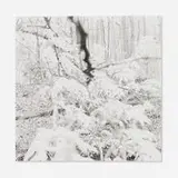 Ray Metzker, Bernheim Arboretum, Kentucky (from the Bernheim Forest series)
