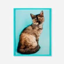 Elad Lassry, British Shorthair Tortie, 2010, C-print in artist's frame