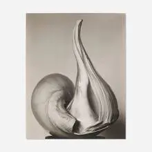 Edward Weston, Shells, 1927, vintage gelatin silver print