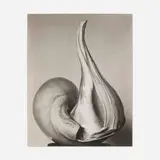Edward Weston, Shells, 1927, vintage gelatin silver print