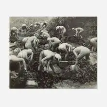 Seaweed Harvest by Yoshiyuki Iwase, gelatin silver print, sold Mar 2025