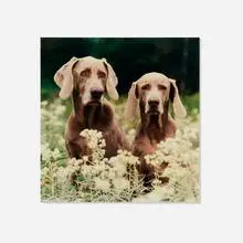 William Wegman, Couple, 1989, C-print