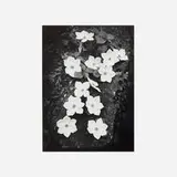 Dogwood, Yosemite National Park, CA (Special Edition) by Ansel Adams, gelatin silver print, sold Mar 2025