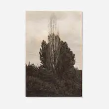 Alfred Stieglitz, Poplars, Lake George, 1933, gelatin silver print