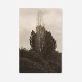 Alfred Stieglitz, Poplars, Lake George, 1933, gelatin silver print