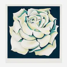 Lowell Nesbitt, White Rose, 1981, screenprint in colors