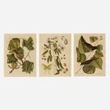 Mark Catesby, The Cow Pen Bird; Baltimore Bird; Mock Orange (three works from The Natural History of Carolina, Florida and the Bahama Islands), etching with hand-coloring