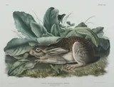 John James Audubon, BLACK-TAILED HARE, plate LXIII from "The Viviparous Quadrupeds of North America", Lithograph with hand-coloring by J.T