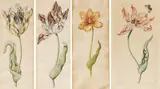 Anthony Claesz II, Vier Blätter mit einzelnen Tulpen, Jeweils: Aquarell auf Papier