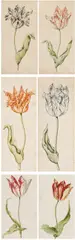Anthony Claesz II, Sechs Aquarelle. Tulpen, Aquarell auf Papier