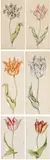 Anthony Claesz II, Sechs Aquarelle. Tulpen, Aquarell auf Papier