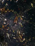 Esko Männikkö, "Emberiza Citrinella", 2001, C-Print