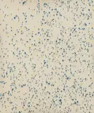 Lucien Smith, Cats and Dogs, 2012, archival inkjet color print on canvas