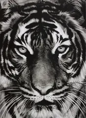Robert Longo, Tiger, 2011, Archival pigment print, on Epson hot-pressed paper, with full margins,