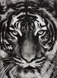 Robert Longo, Tiger, 2011, Archival pigment print, on Epson hot-pressed paper, with full margins,