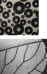 Imre Kinszki, Spittle; Gnat's Wing, early 1930s, Two gelatin silver prints