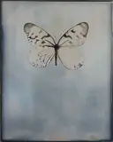 Adam Fuss, Untitled