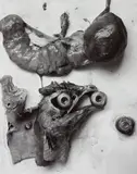 Frederick Sommer, The Anatomy of a Chicken