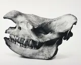 Black Rhino, Prague by Irving Penn, 1986, Selenium toned gelatin silver print, sold May 2016