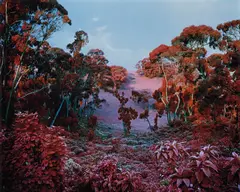The Crystal World by Richard Mosse, 2011, Chromogenic print, sold May 2016