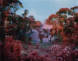 Richard Mosse, The Crystal World, 2011, Chromogenic print