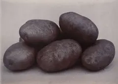 Up-To-Date Potatoes by Charles Jones, circa 1900, Gold toned gelatin silver print, sold May 2016