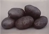Charles Jones, Up-To-Date Potatoes, circa 1900, Gold toned gelatin silver print