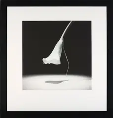 Robert Mapplethorpe, Calla Lily, 1986, Gelatin silver print