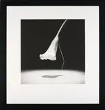 Robert Mapplethorpe, Calla Lily, 1986, Gelatin silver print