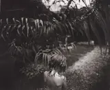 Sally Mann, Arundo Donax, 1988, Gelatin silver print