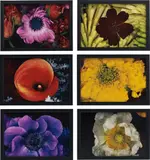 Selected Images from Shijyo, Tokyo - Marketplace of Emotions and Kakyoku by Nobuyoshi Araki, 1997-1998, Six chromogenic prints, flush-mounted, printed 2007, offered May 2016