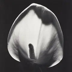 Robert Mapplethorpe, Calla Lily, 1984, Gelatin silver print