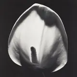 Calla Lily by Robert Mapplethorpe, 1984, Gelatin silver print, offered May 2016
