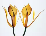 Orchids: Brassavola Nodosa, New York by Irving Penn, 1969, Pigment print, printed 2003, sold May 2016
