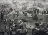 Dinka Cattle Camp of Amak, Southern Sudan by Sebastião Salgado, 2006, Gelatin silver print, flush-mounted, offered May 2016